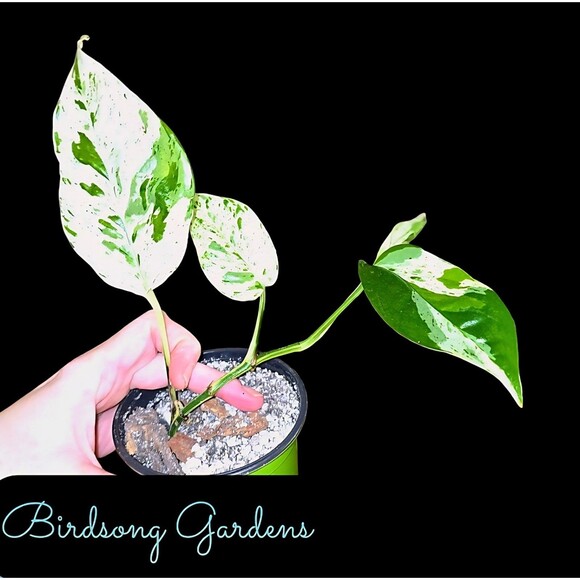 Epipremnum Pinnatum Marble Rooted Variegated Plant 4" Pot - Picture 1 of 6